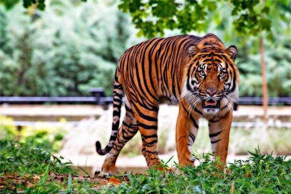 Die Bedeutung und das Symbol des Tigers im Traum
