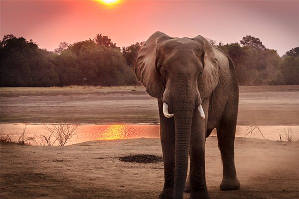 Die Bedeutung und Interpretation von Elefanten in Träumen