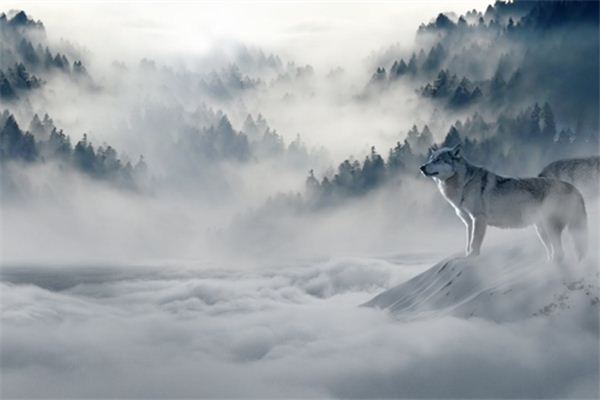 Die Bedeutung und das Symbol des Wolfes im Traum