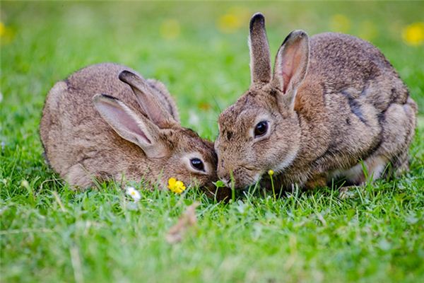 Die Bedeutung und das Symbol des Kaninchens im Traum