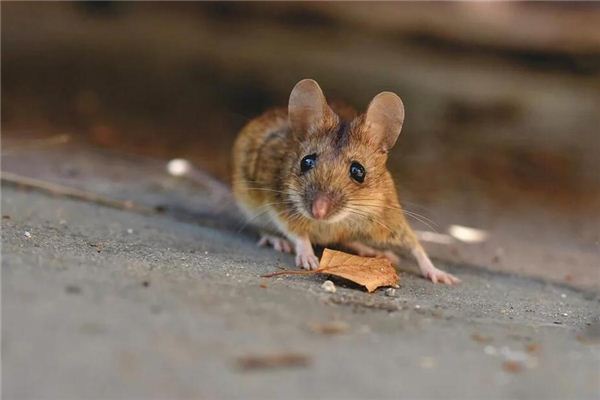 Die Bedeutung und das Symbol der Maus im Traum