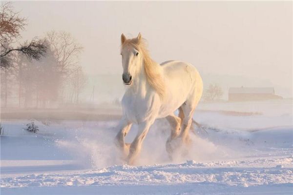 Die Bedeutung und das Symbol von Pferden in Träumen