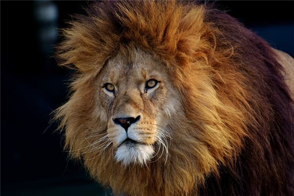 Die Bedeutung und das Symbol des Löwen im Traum