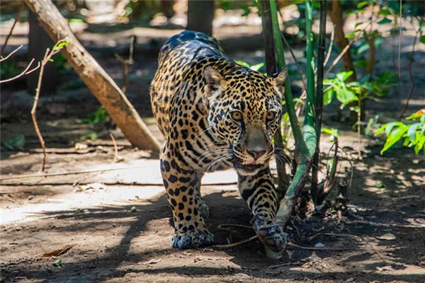 Die Bedeutung und Interpretation des Leoparden im Traum