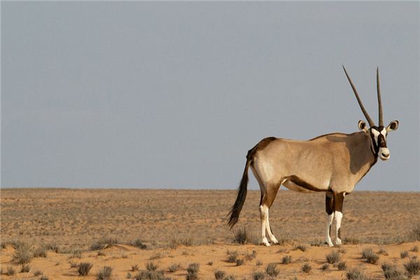 Die Bedeutung und das Symbol der tibetischen Antilope in Träumen