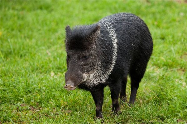 Die Bedeutung und das Symbol des schwarzen Schweins in Träumen