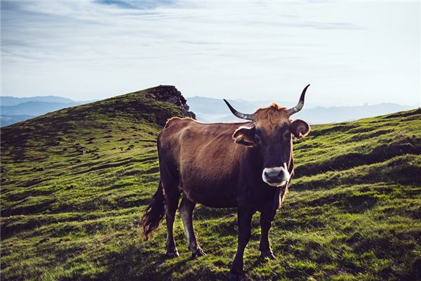 Die Bedeutung und Erklärung der Kuh im Traum