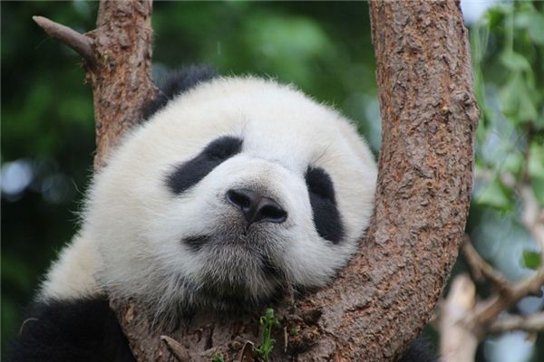 Die Bedeutung und das Symbol von Pandas in Träumen