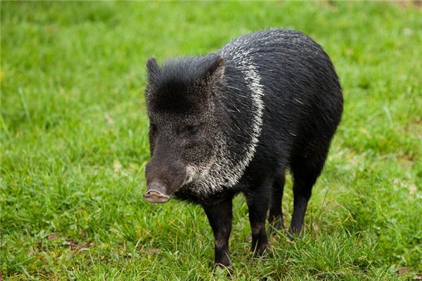 Träume von einem Wildschwein – die Bedeutung eines Wildschweins im Traum