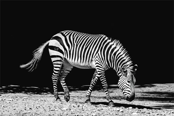 Die Bedeutung und das Symbol des Zebras in Träumen
