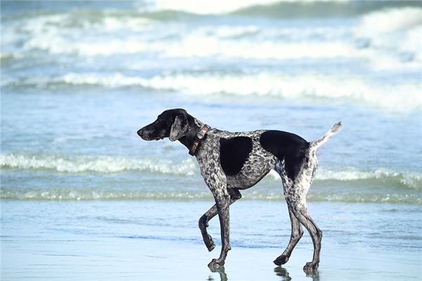 Die Bedeutung und das Symbol des Hundes, der in Träumen wedelt