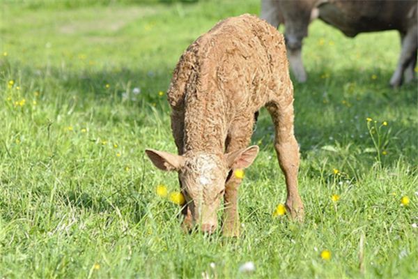 Die Bedeutung und Erklärung des Kalbs, das im Traum Gras frisst