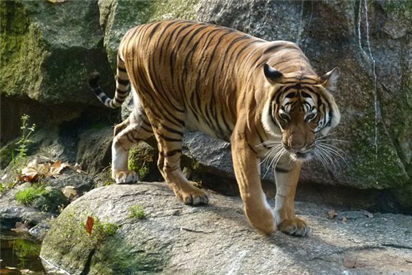 Die Bedeutung und das Symbol des Tigers brüllen im Traum