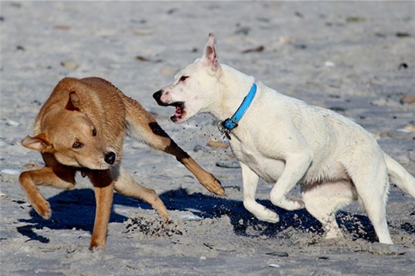 Die Bedeutung und das Symbol des hundebissenden Hundes im Traum