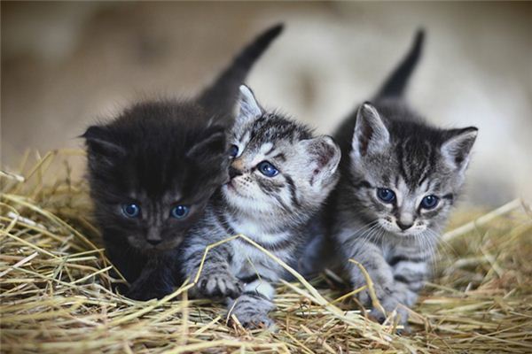 Die Bedeutung und das Symbol von Katzen, die in Träumen Kätzchen zur Welt bringen