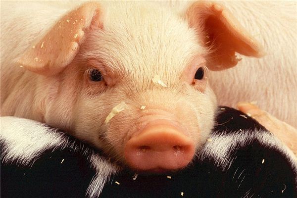 Die Bedeutung und das Symbol des Schweinekopfes in Träumen