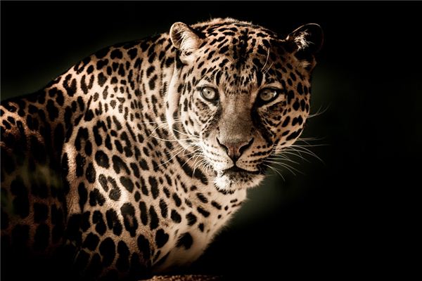 Die Bedeutung und das Symbol des Leoparden im Traum
