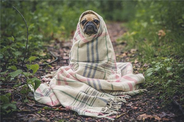 Die Bedeutung und das Symbol, einen Hund in Träumen zu töten