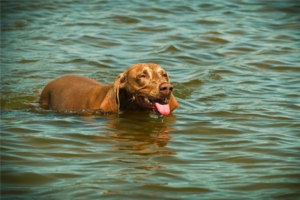Die Bedeutung und Erklärung des im Traum schwimmenden Hundes