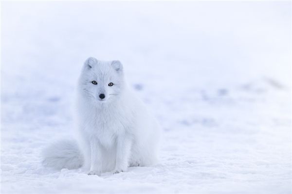 Die Bedeutung und Erklärung des weißen Fuchses im Traum