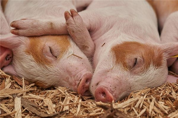 Die Bedeutung und das Symbol toter Schweine in Träumen