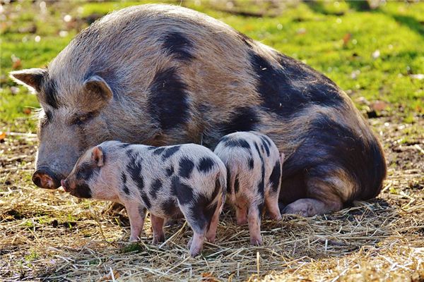 Die Bedeutung und das Symbol der Fütterung von Schweinen in Träumen