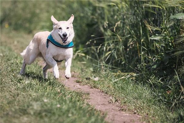 Die Bedeutung und das Symbol des Hundes im Traum