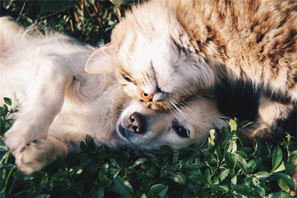 Die Bedeutung und das Symbol eines Hundes, der eine Katze in einem Traum beißt