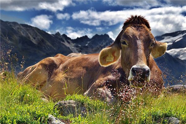 Die Bedeutung und das Symbol des Tötens von Kühen in Träumen