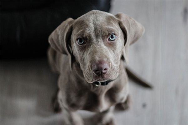 Die Bedeutung und das Symbol, einen Hund in einem Traum zu töten