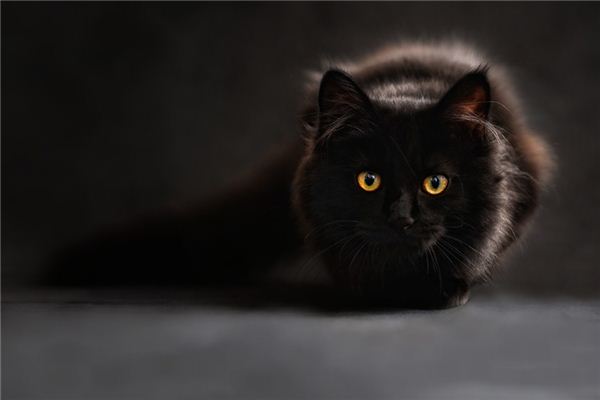 Die Bedeutung und das Symbol der schwarzen Katze im Traum