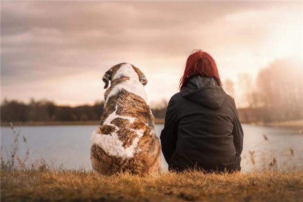 Die Bedeutung und das Symbol, einen Hund in Träumen zu halten