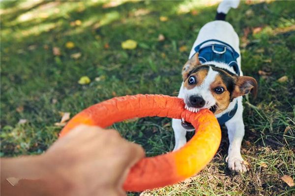 Die Bedeutung und das Symbol des Hundebeißens in Träumen