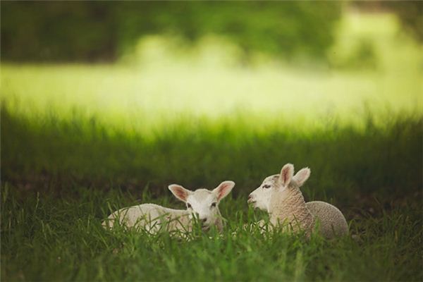 Die Bedeutung und das Symbol der Ziege im Traum