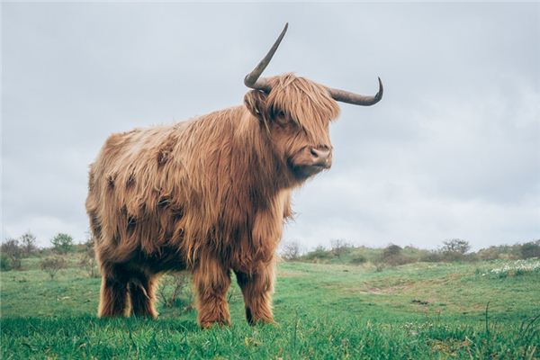 Die Bedeutung und das Symbol von Yak in Träumen