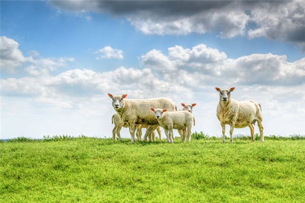 Die Bedeutung und das Symbol von Schafen in Träumen