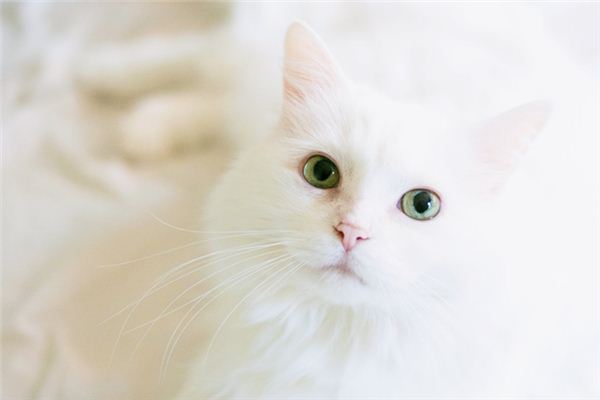 Die Bedeutung und das Symbol der weißen Katze im Traum