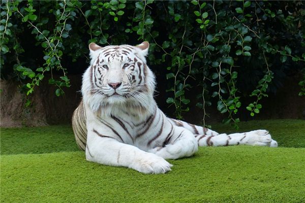 Die Bedeutung und das Symbol des weißen Tigers im Traum