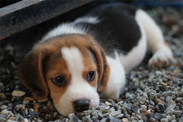 Die Bedeutung und das Symbol des toten Hundes im Traum