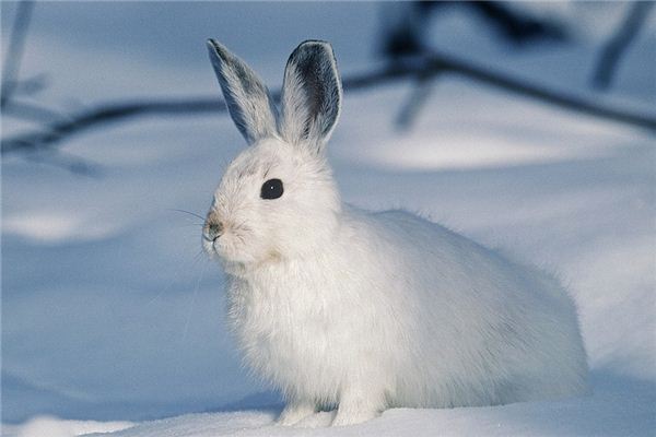 Die Bedeutung und das Symbol des weißen Kaninchens im Traum