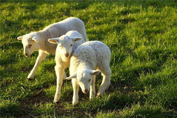 Die Bedeutung und das Symbol des kleinen Lammes im Traum