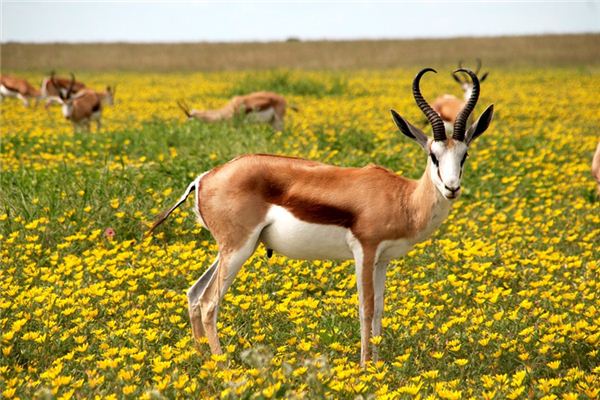 Die Bedeutung und das Symbol der Antilope in Träumen