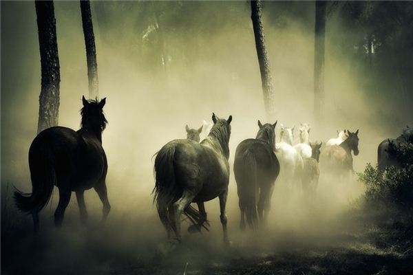 Die Bedeutung und das Symbol von Pferden in Träumen