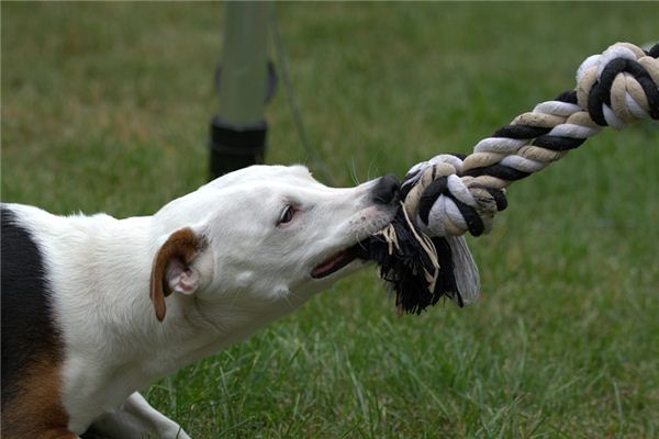 Die Bedeutung und das Symbol des verrückten Hundes im Traum