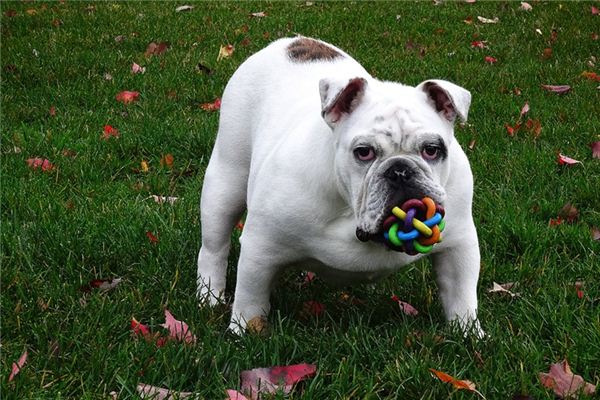 Die Bedeutung und das Symbol der Bulldogge im Traum