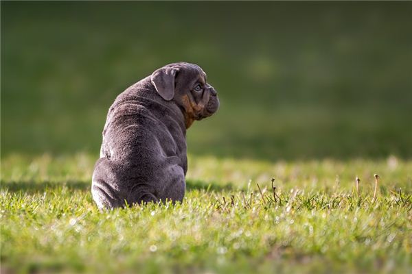 Die Bedeutung und das Symbol des grauen Hundes im Traum