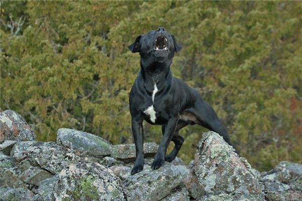 Die Bedeutung und Erklärung des Hundebellen in Träumen