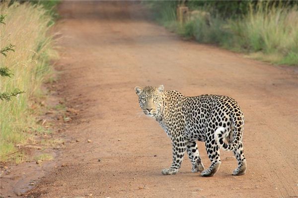 Die Bedeutung und Erklärung von Tiger und Leopard im Traum