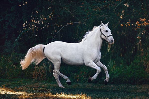 Die Bedeutung und das Symbol von Esel, Maultier und Pferd in Träumen