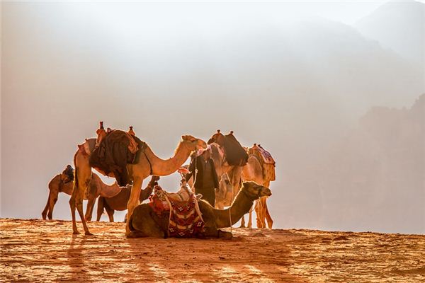 Die Bedeutung und das Symbol von Kamel und Leopard im Traum